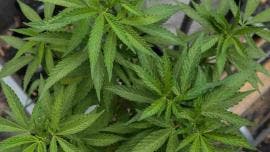 EU clasificará la marihuana como droga de bajo riesgo